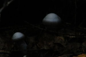 DSCF5113.JPG