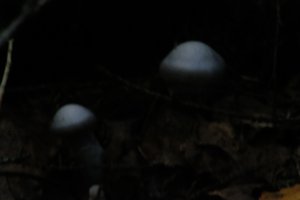 DSCF5114.JPG