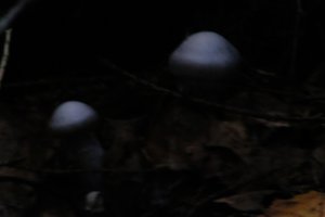 DSCF5115.JPG