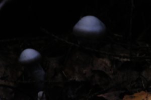 DSCF5116.JPG