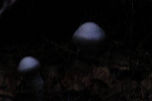 DSCF5117.JPG