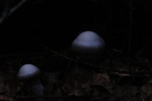DSCF5118.JPG