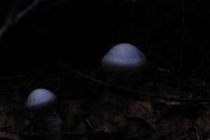 DSCF5119.JPG