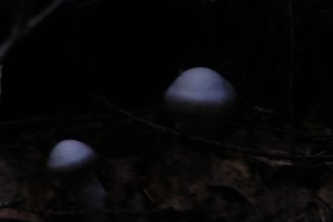 DSCF5120.JPG