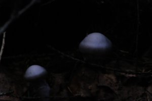 DSCF5121.JPG