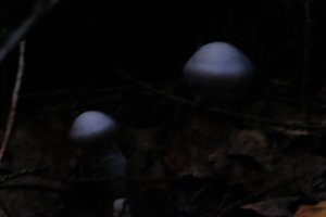 DSCF5125.JPG