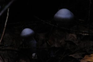 DSCF5126.JPG