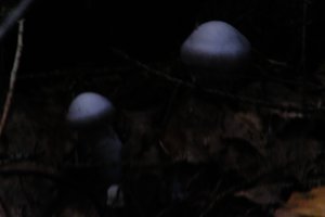 DSCF5128.JPG