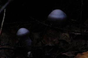 DSCF5129.JPG
