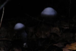 DSCF5130.JPG