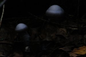 DSCF5131.JPG
