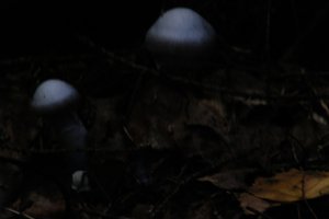 DSCF5132.JPG