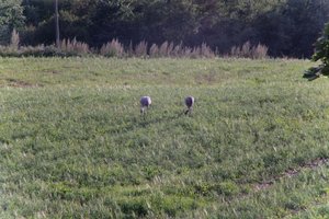 DSCF5168.JPG
