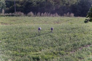 DSCF5170.JPG