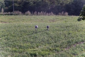DSCF5171.JPG