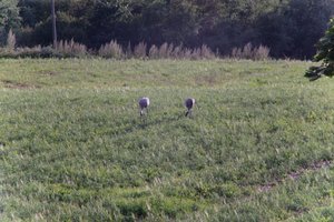 DSCF5172.JPG