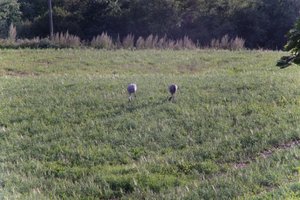 DSCF5173.JPG
