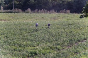 DSCF5175.JPG