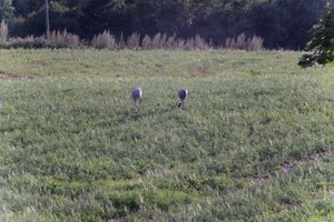 DSCF5176.JPG
