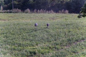 DSCF5178.JPG