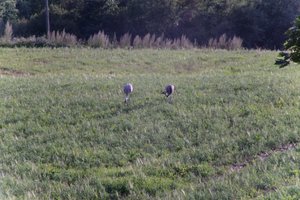 DSCF5181.JPG