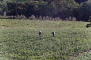 DSCF5188.JPG