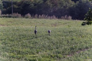 DSCF5195.JPG