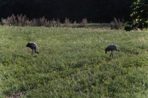 DSCF5197.JPG