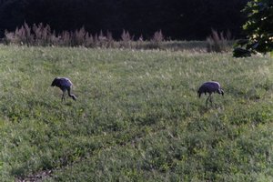 DSCF5198.JPG