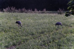 DSCF5199.JPG
