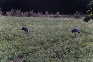 DSCF5200.JPG