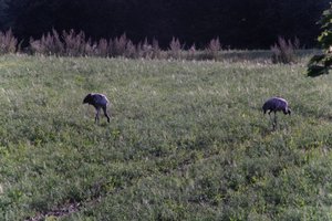 DSCF5202.JPG