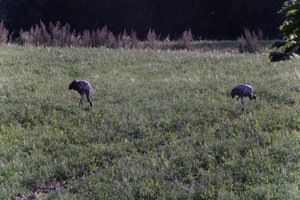 DSCF5203.JPG
