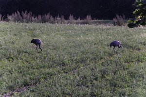 DSCF5204.JPG