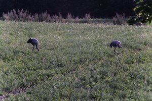 DSCF5205.JPG