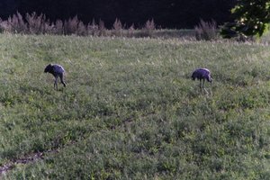 DSCF5206.JPG