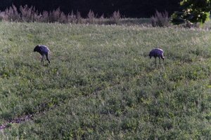 DSCF5207.JPG