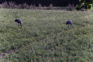 DSCF5208.JPG