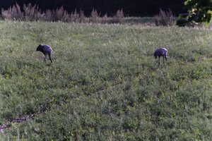 DSCF5209.JPG
