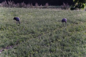 DSCF5210.JPG