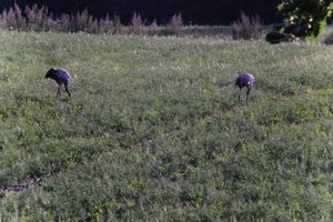 DSCF5213.JPG