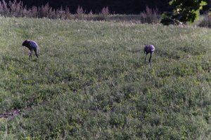 DSCF5215.JPG