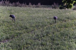 DSCF5216.JPG