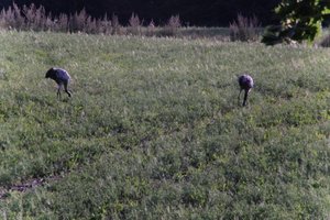 DSCF5217.JPG