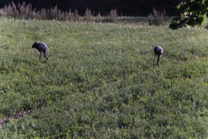 DSCF5218.JPG