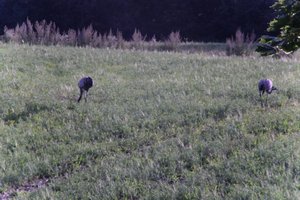 DSCF5219.JPG