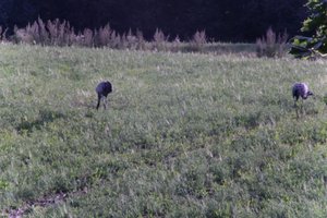 DSCF5221.JPG