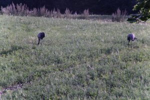 DSCF5223.JPG