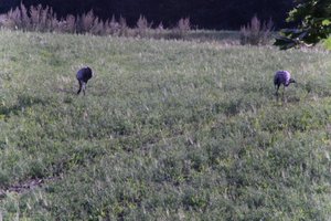 DSCF5224.JPG