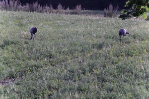 DSCF5225.JPG
